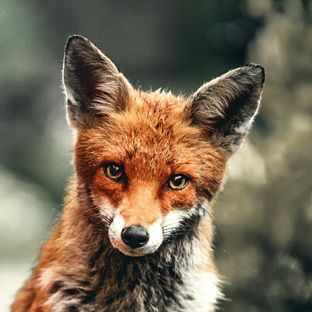 Fuchs im Portrait