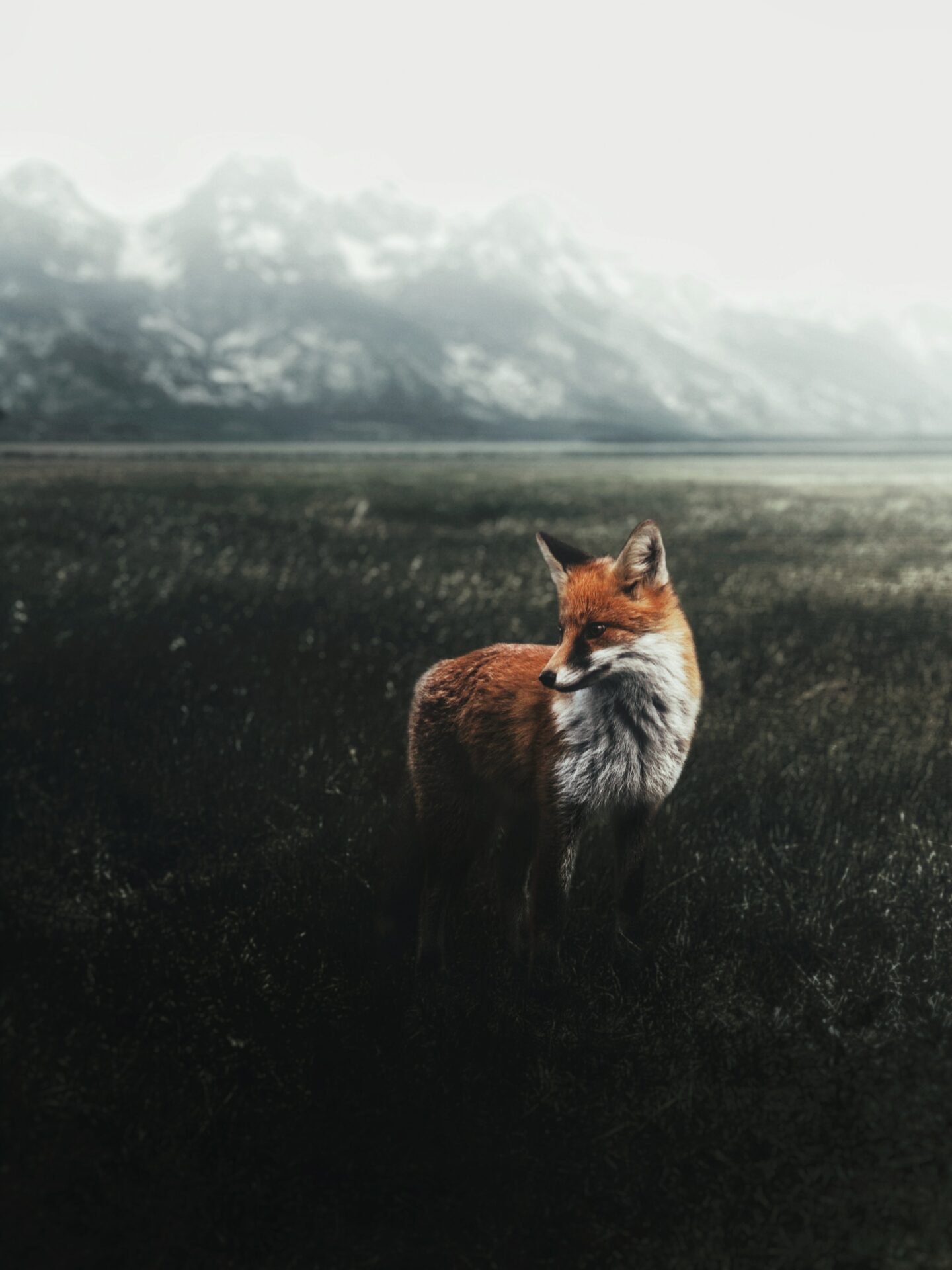 Fuchs auf freiem Feld